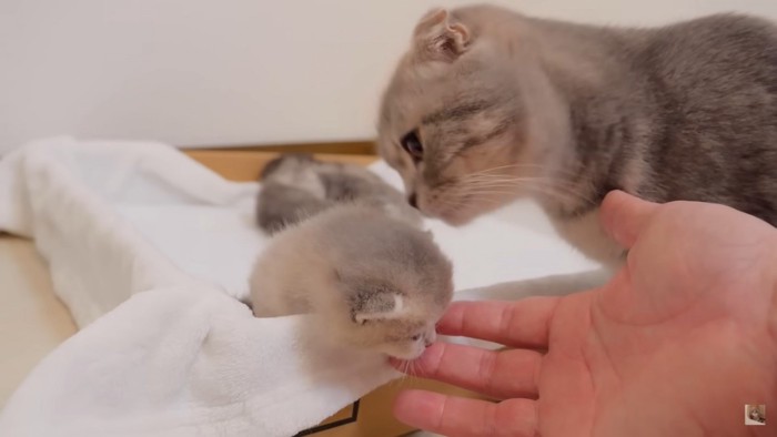 子猫に顔を寄せるルルちゃん