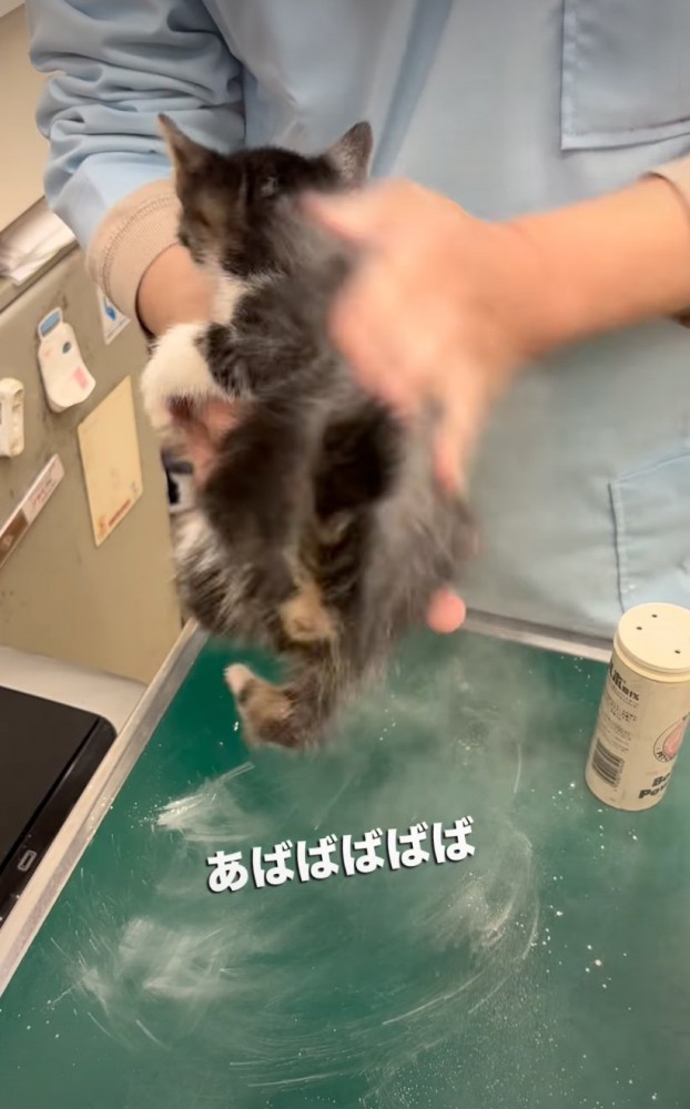 子猫の体全体に粉を広げる