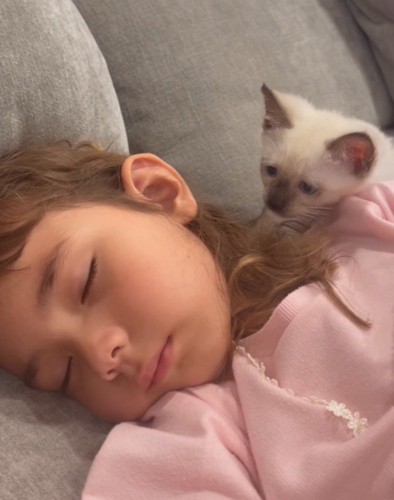 女の子の寝顔を見つめる子猫