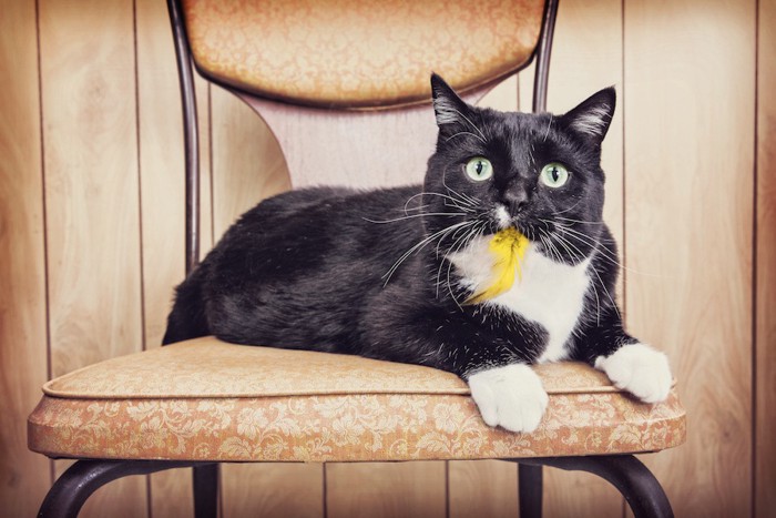 鳥の羽のおもちゃをくわえる猫