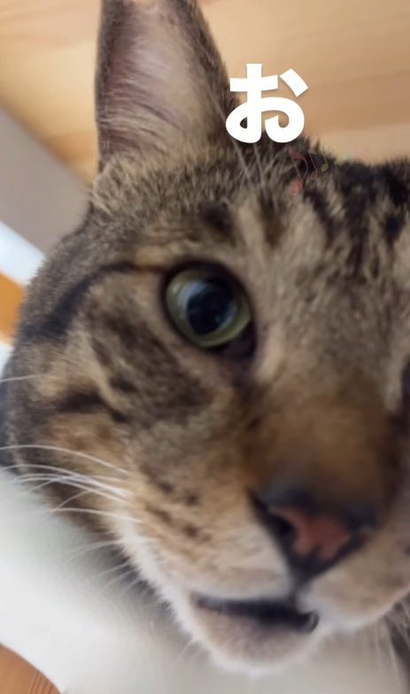 キジトラ猫の顔のドアップ