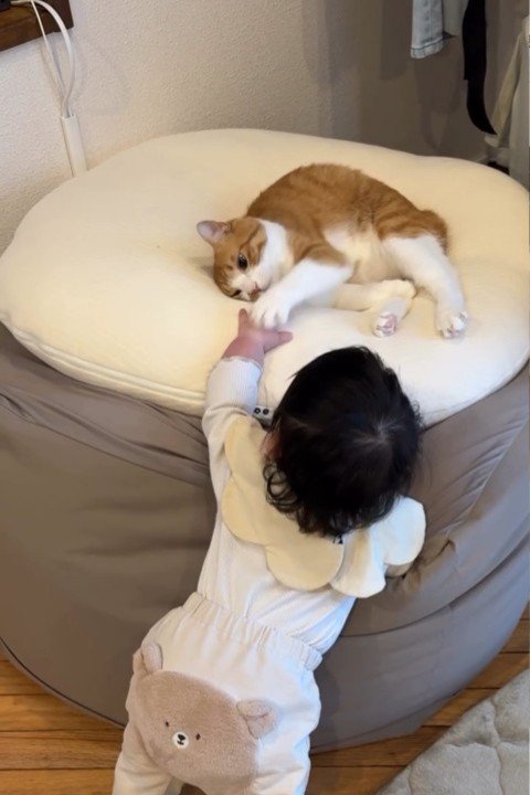 赤ちゃんの手に触れる猫