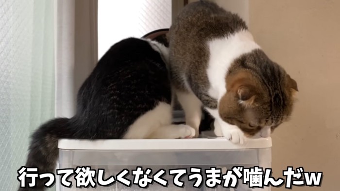 下りようと下を見る猫