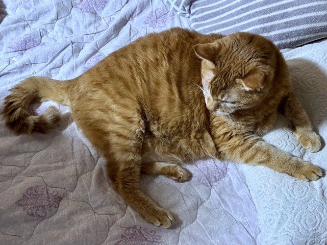 寝転がる猫