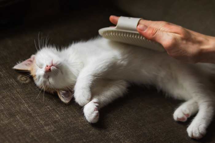 ラバーブラシでブラッシングされている子猫