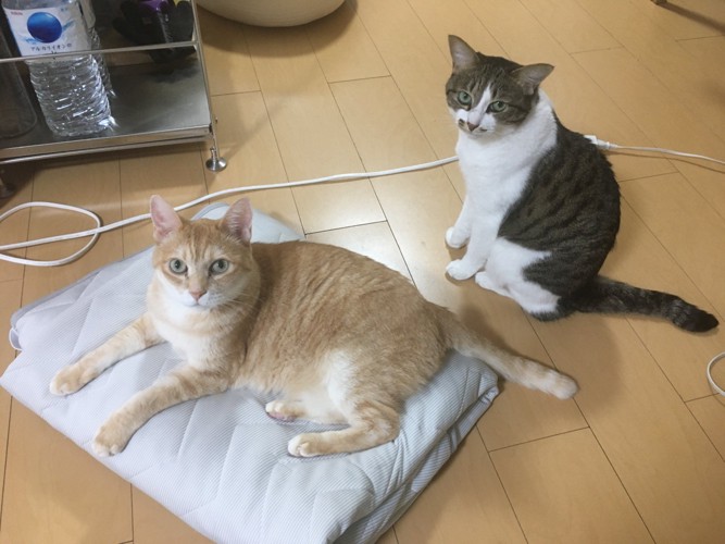カメラ目線の2匹の猫