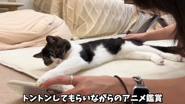 寝そべってスマホに前足を伸ばす猫