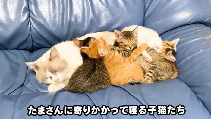 眠る猫たち