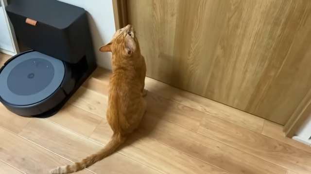 ドアの前の猫