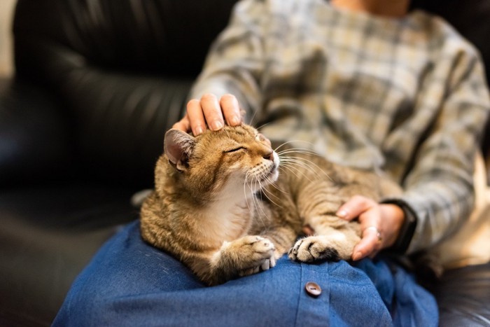 太ももの上でくつろぐ猫