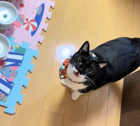 口を閉じて見上げる猫とその前にフードボウル3つ