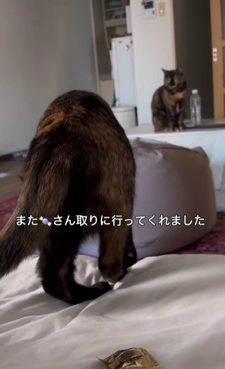 ベッドの上の猫