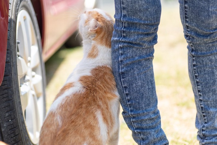 足元にすり寄る猫