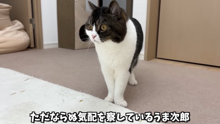 立っている猫