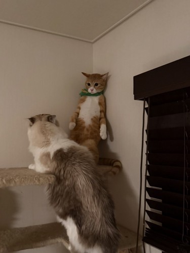 後輩猫を指導するかのような先輩猫