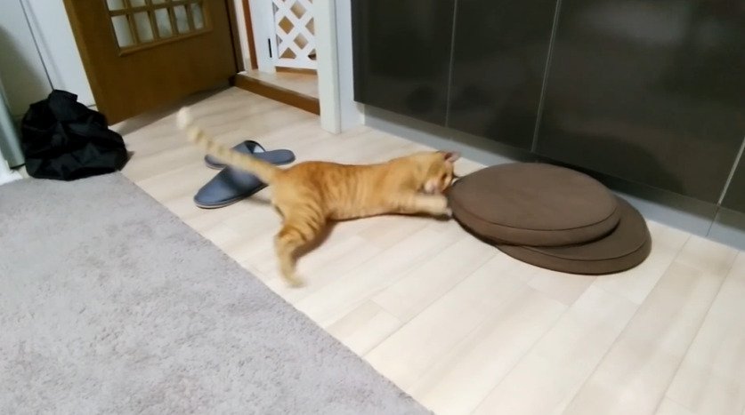 クッションのタグで遊ぶ猫