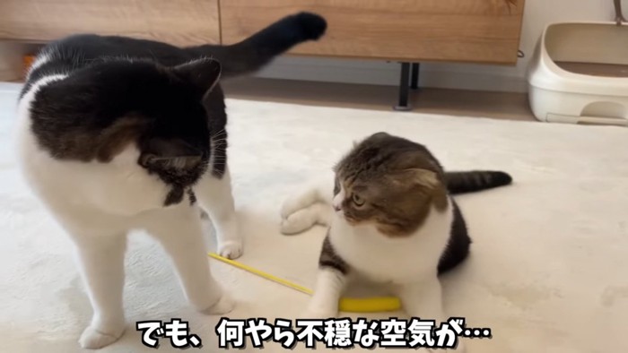 にらみ合う2匹の猫