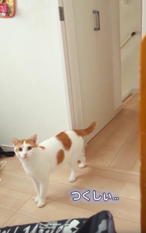 部屋に入ってくる猫