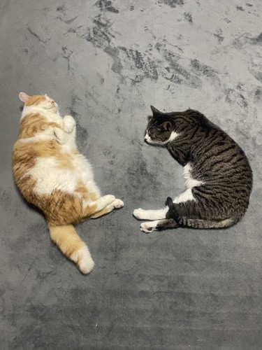 「い」の形で寝る猫