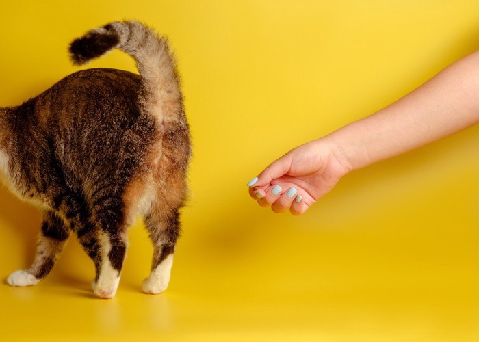 人にお尻を向ける猫