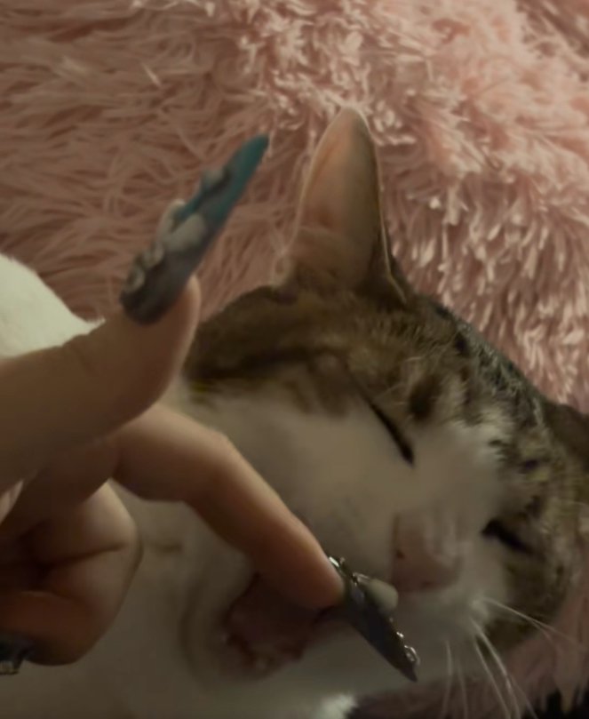 飼い主の指の前であくびをしている猫