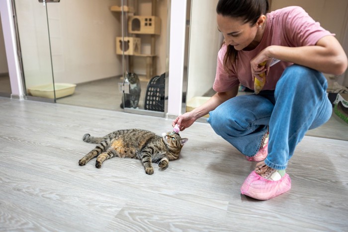 ペットシッターと遊ぶ猫