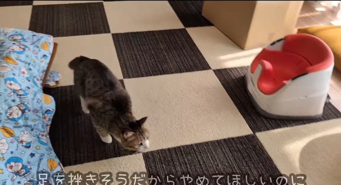 カーペットの上の猫