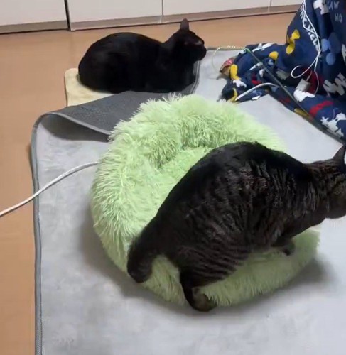 方向転換して反時計回りにペット用ベッドの上を歩いていく猫