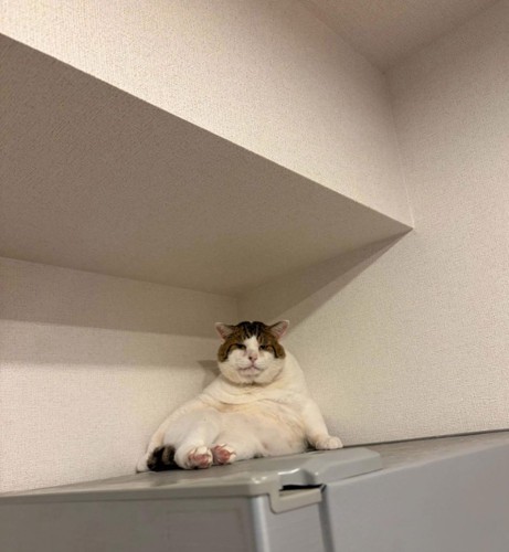 偉そうに休む猫