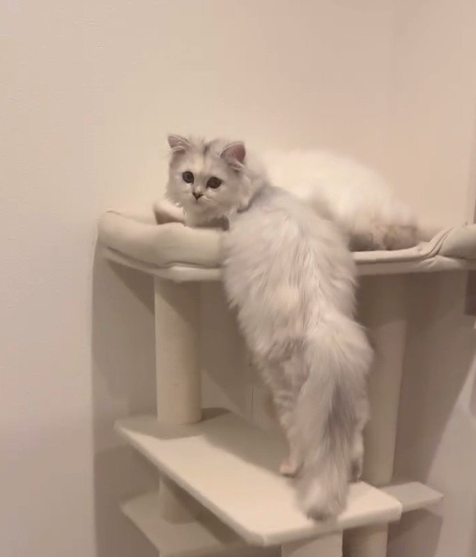 タワーでふり返る猫