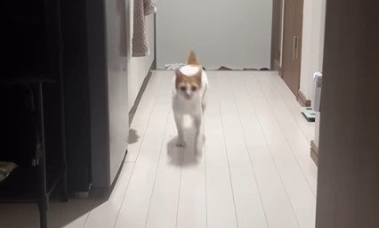 走りだす猫