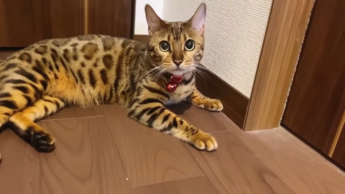 寝そべる赤い首輪の猫