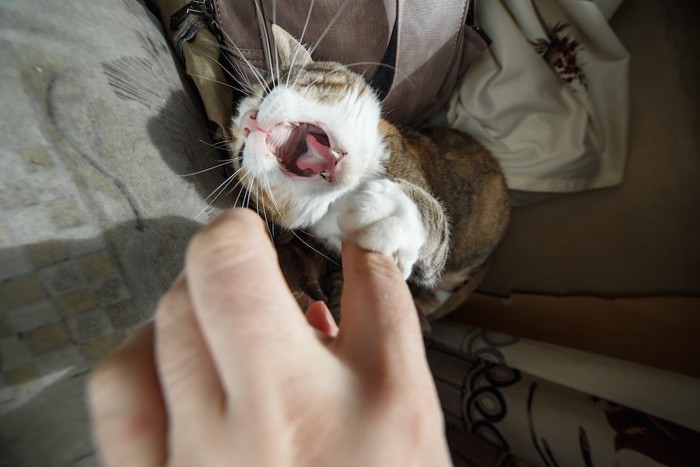 近づく飼い主の手に怒って暴れる猫