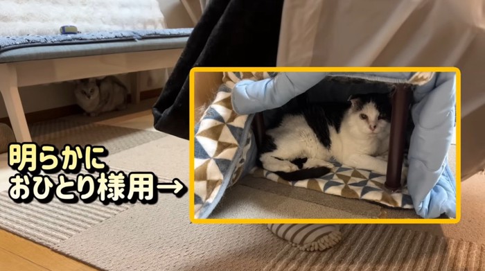 猫用こたつに入る猫