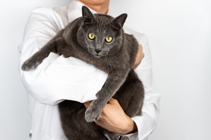 大柄の猫