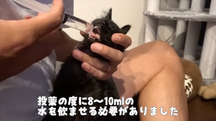 水を飲まされる猫