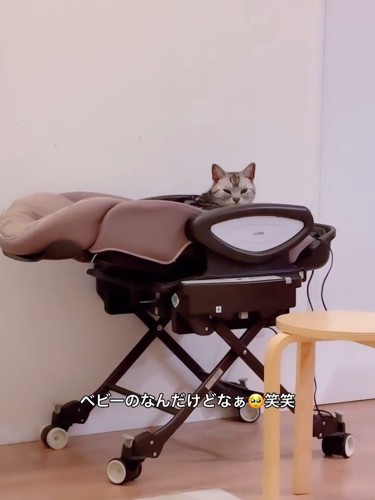 ベビー用のベッドに乗る猫