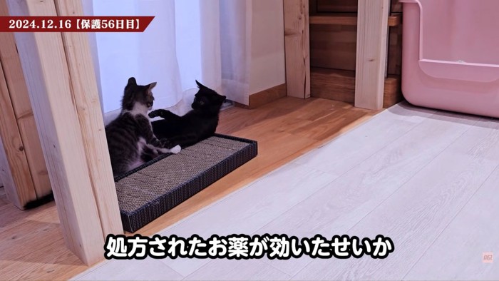 テロップ「処方されたお薬が～」