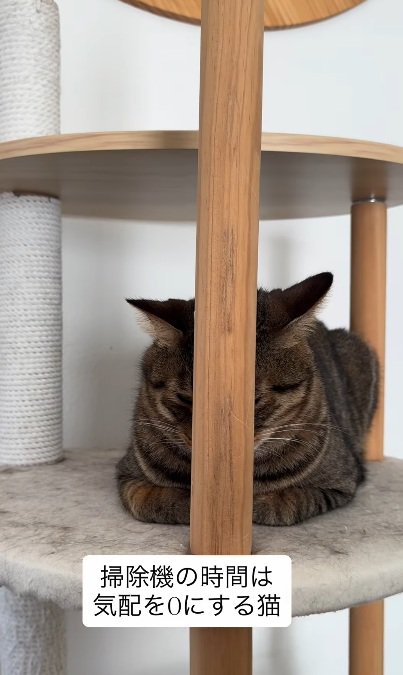 キャットタワーの柱の後ろに隠れる猫