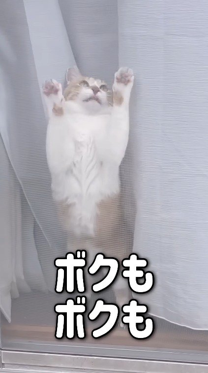 網戸に前足をかける猫