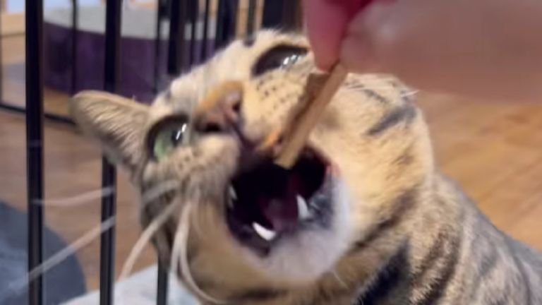 キジトラ猫