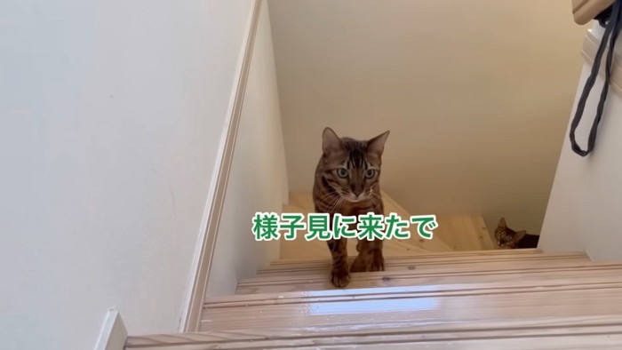 階段をのぼってくる猫