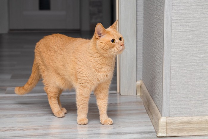 確認する猫