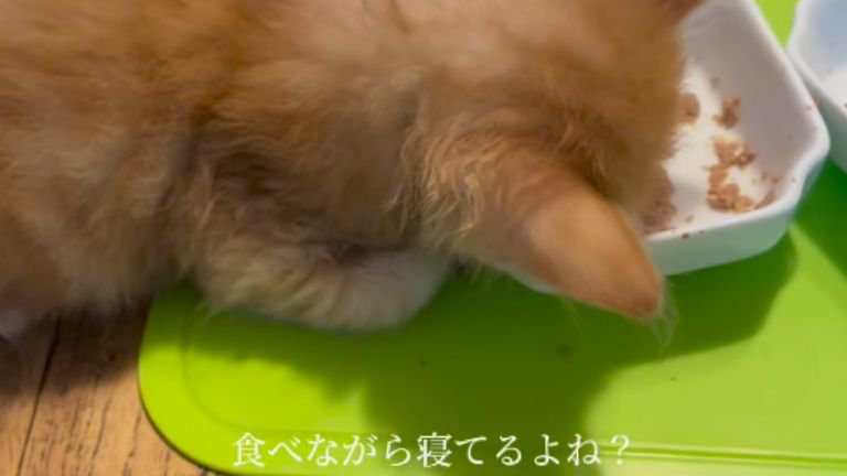 ごはんを食べている子猫