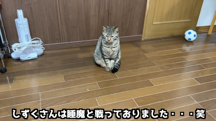 座る猫