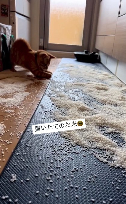 買いたて