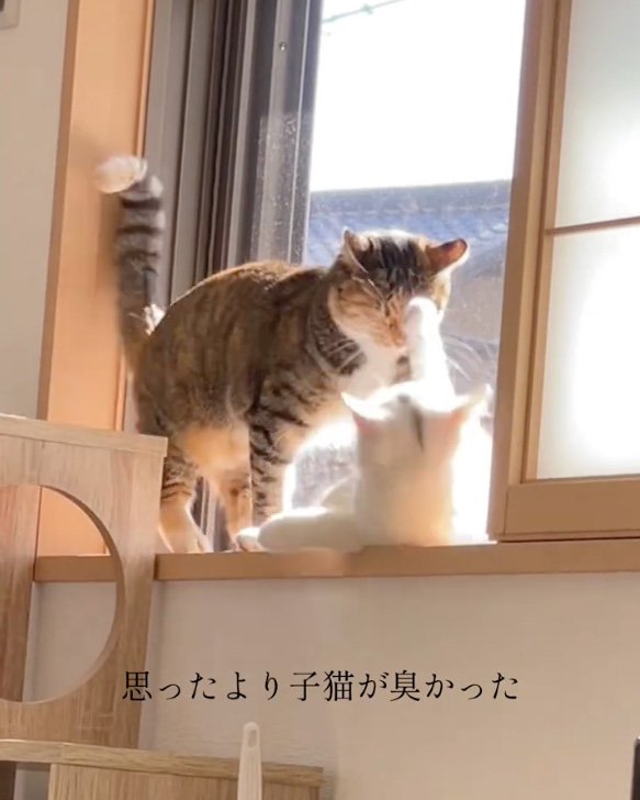 じゃれる猫