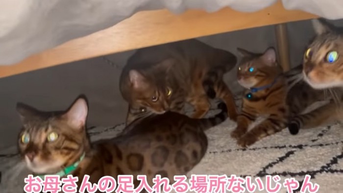 コタツの中にいる猫たち