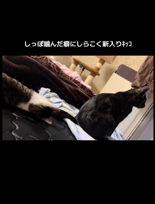 大人の猫のしっぽで遊んでいる子猫