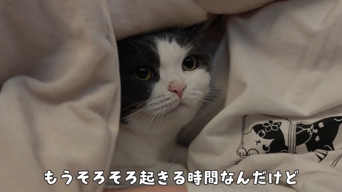 見上げるビビちゃん